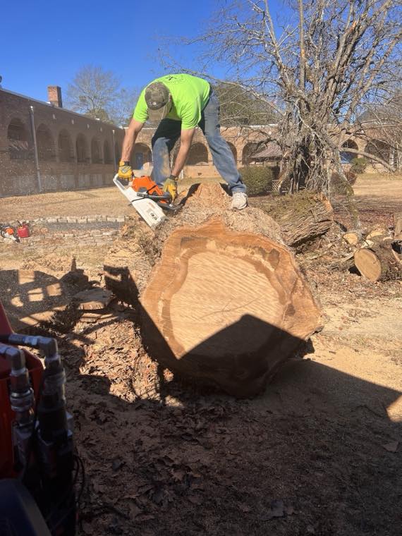 A crew member cutting through a very large felled log with a chainsaw